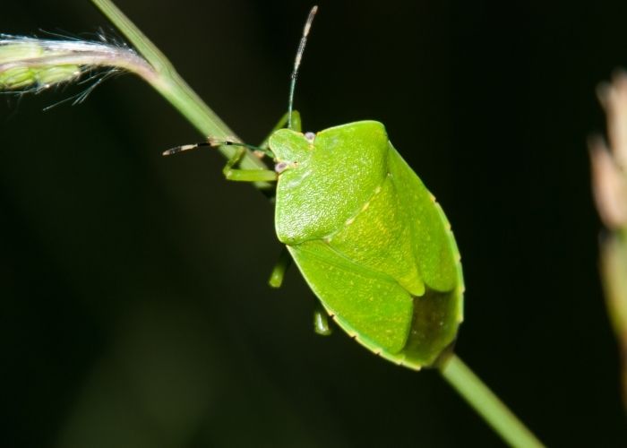 зелена миризливка