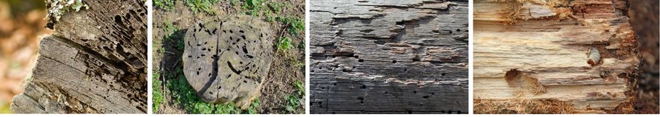 дървояди ларва