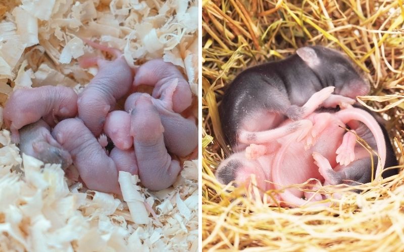 размножаване мишкию