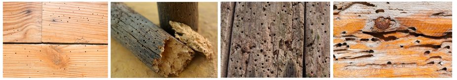 дървояди следи