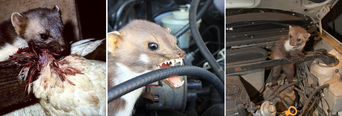 ЩЕТИ ПРИЧИНЕНИ ОТ БЕЛКИ