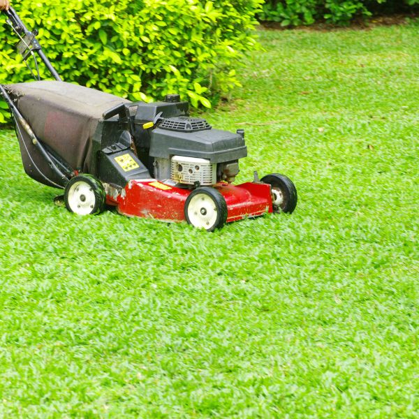 подържане на двор