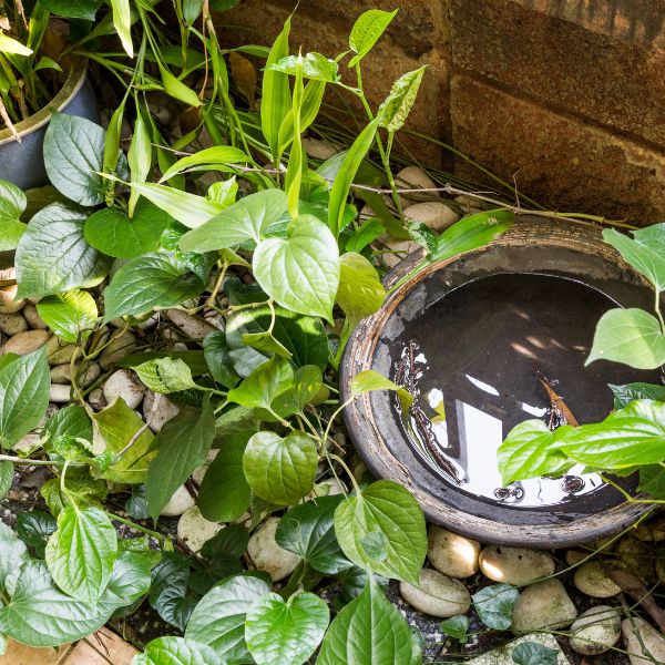 застоели води