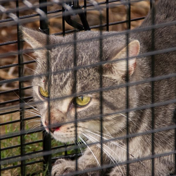 котка в капан