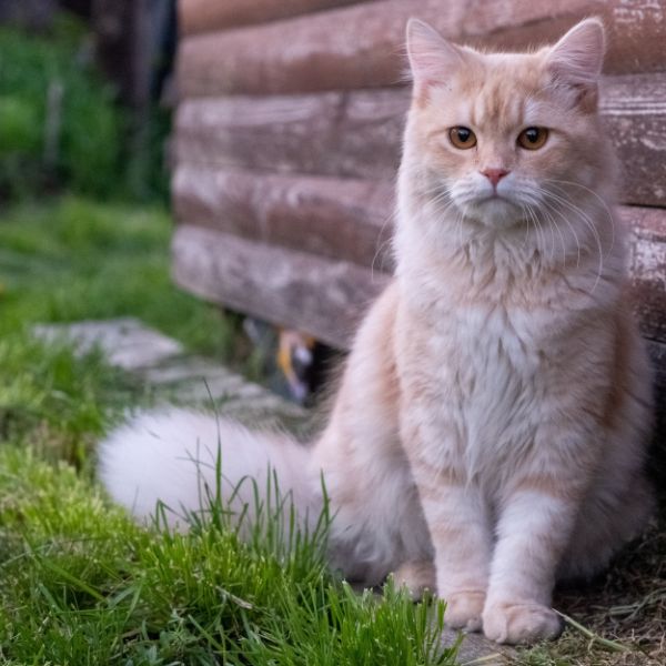 домашна котка