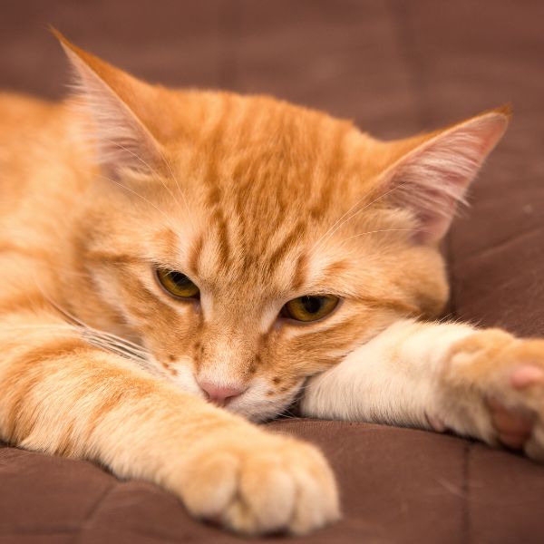 домашна котка