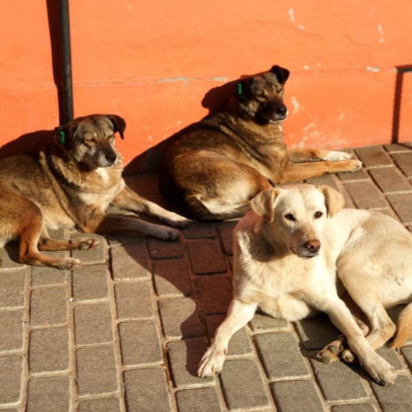 бездомни кучета