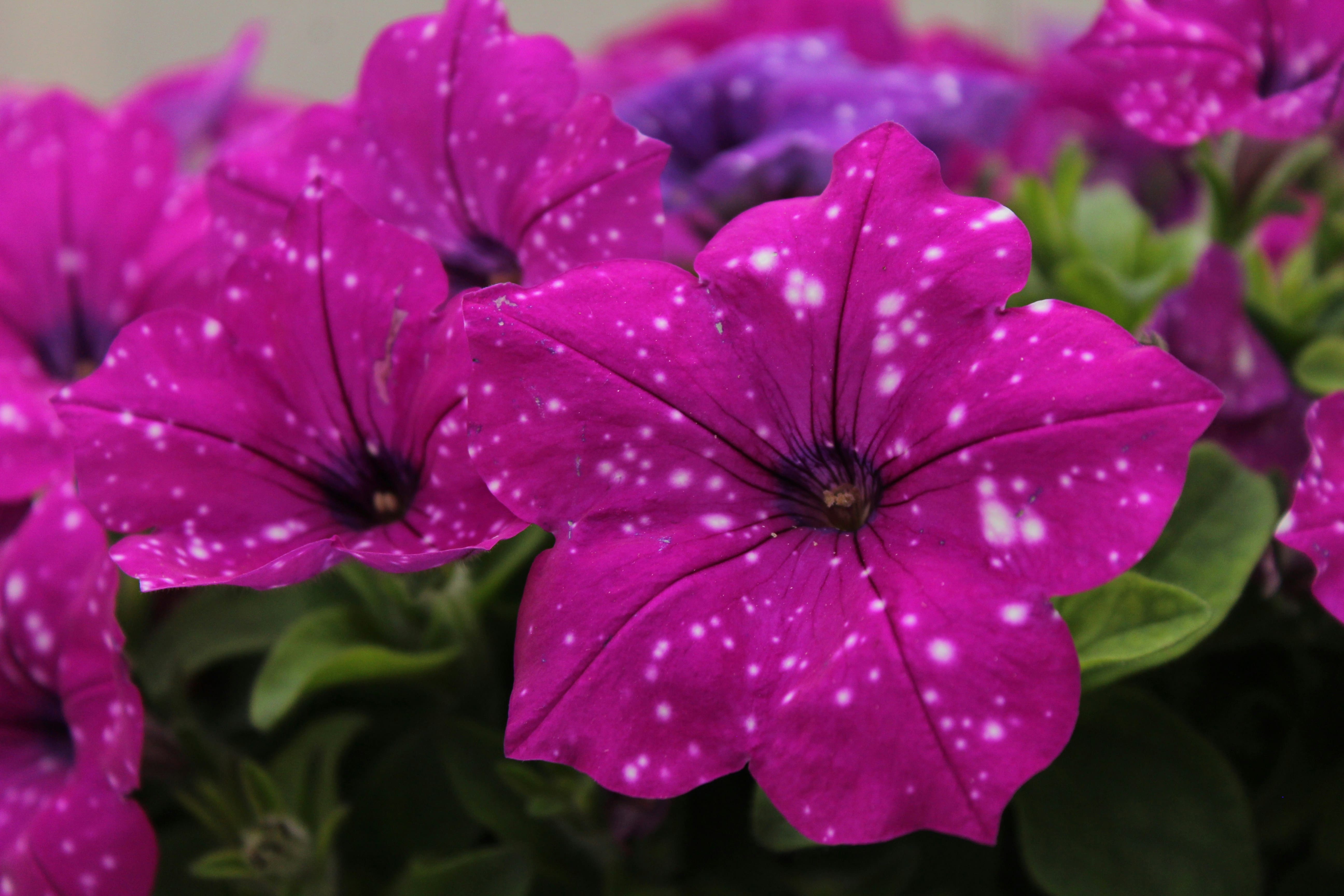 вредители по петуниите