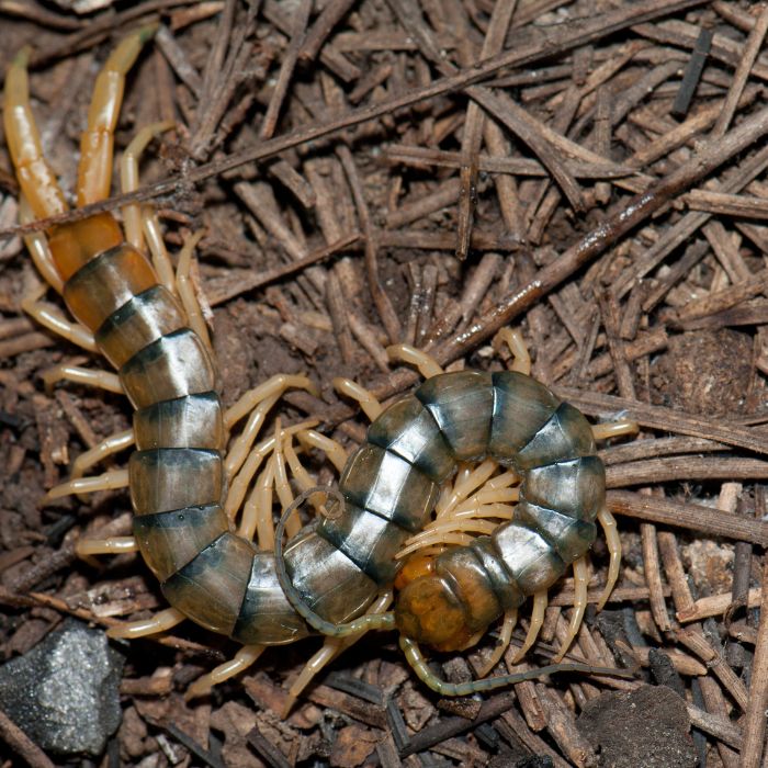 Сколопендра скрипя в мазе