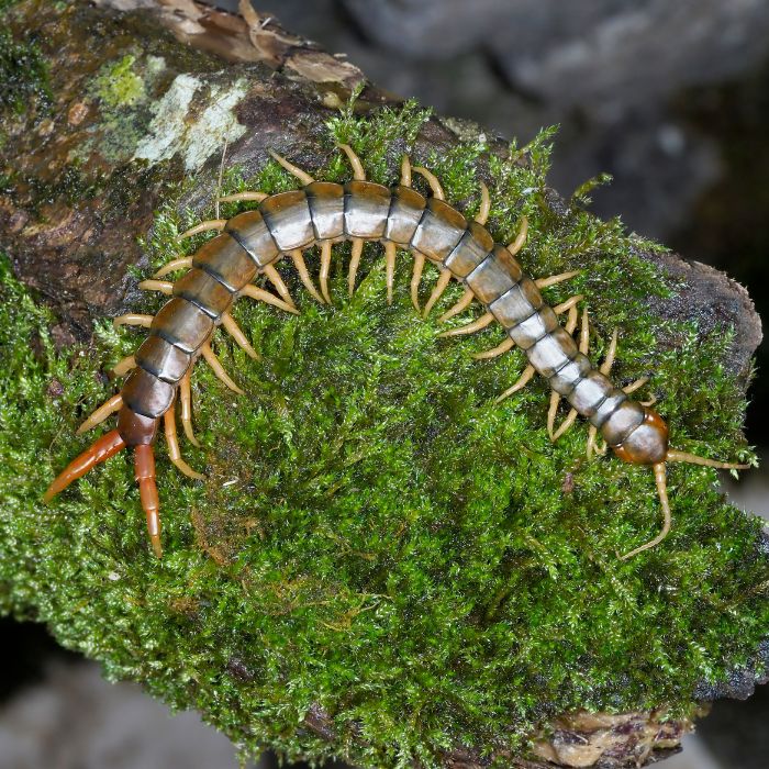 1: Сколопендра скрипя в градината - голяма отровна стоножка
