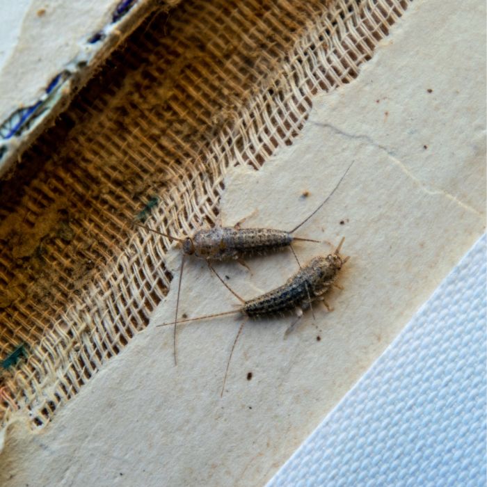 Сребриста рибка Lepisma saccharina върху книга