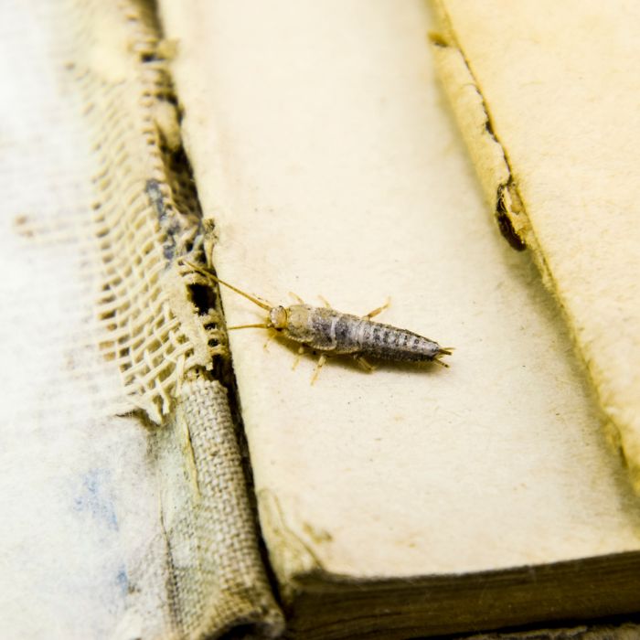 Сребриста рибка люспеница в банята на фугите между плочките