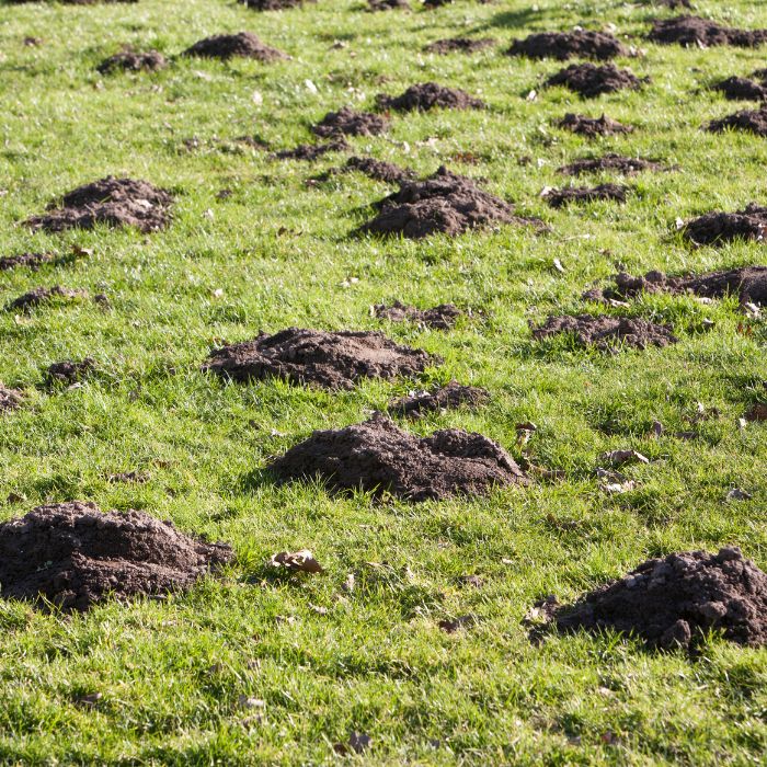 Визуална разлика между купчина от къртица и купчина от сляпо куче