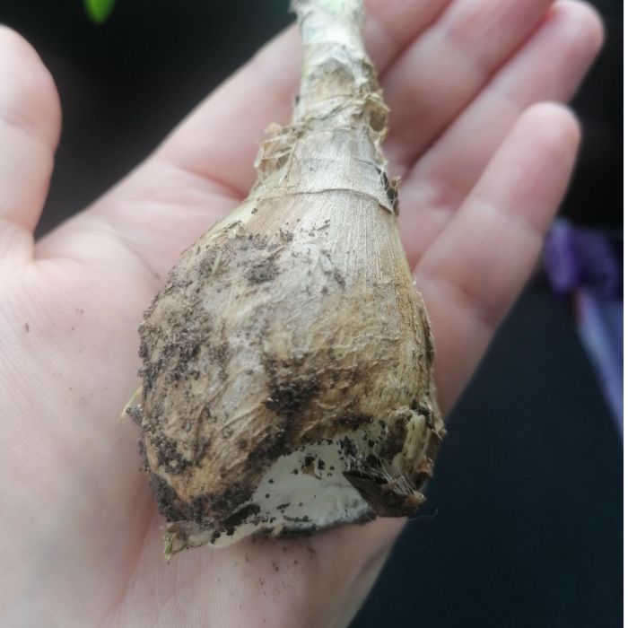 Сляпо куче в тунел под земята и нагризани корени на растения